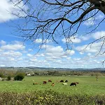 Meadow View *